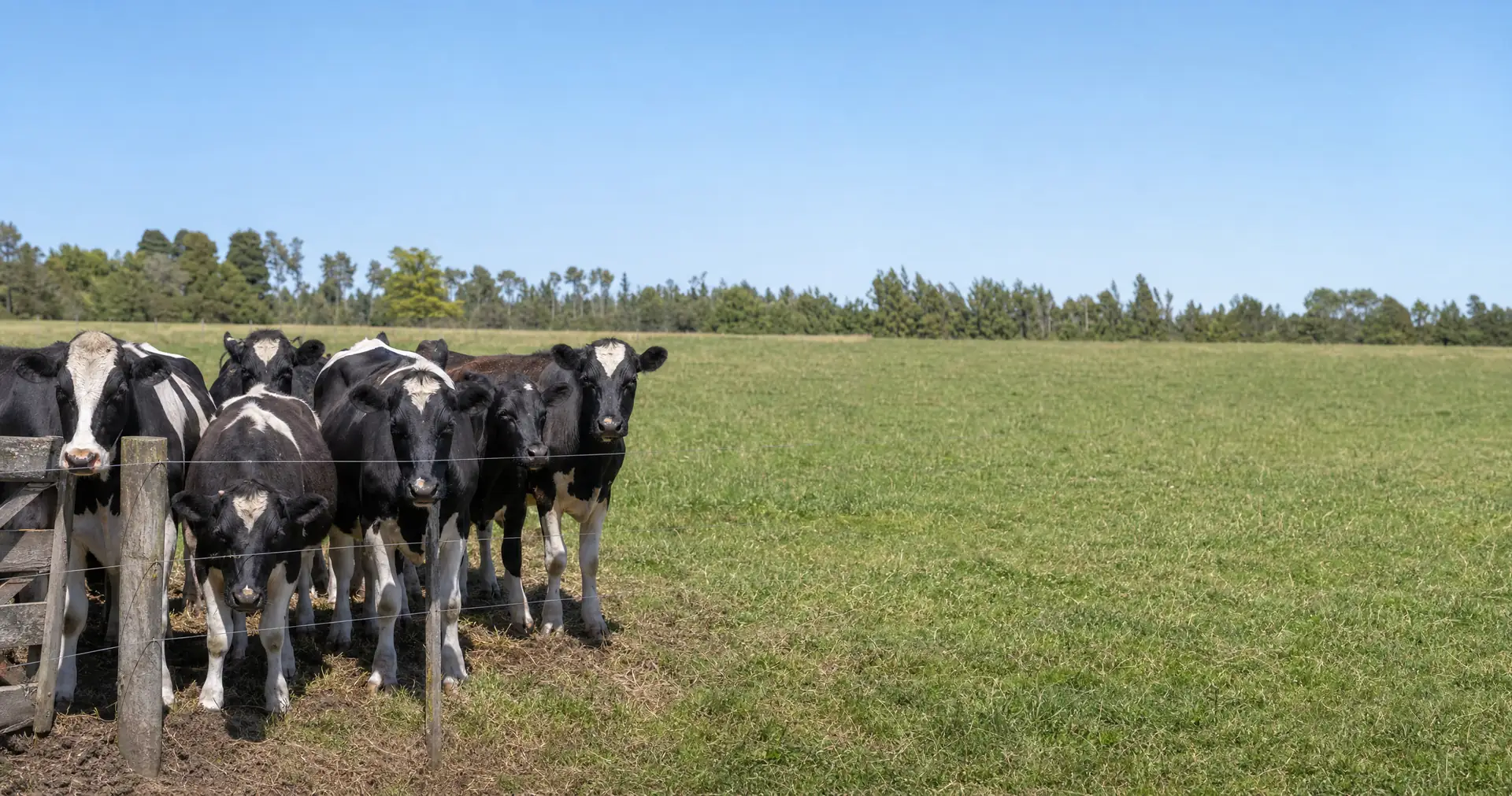 A mob of black and white dairy cattle standing behind a post-and-wire fence on grazed pasture