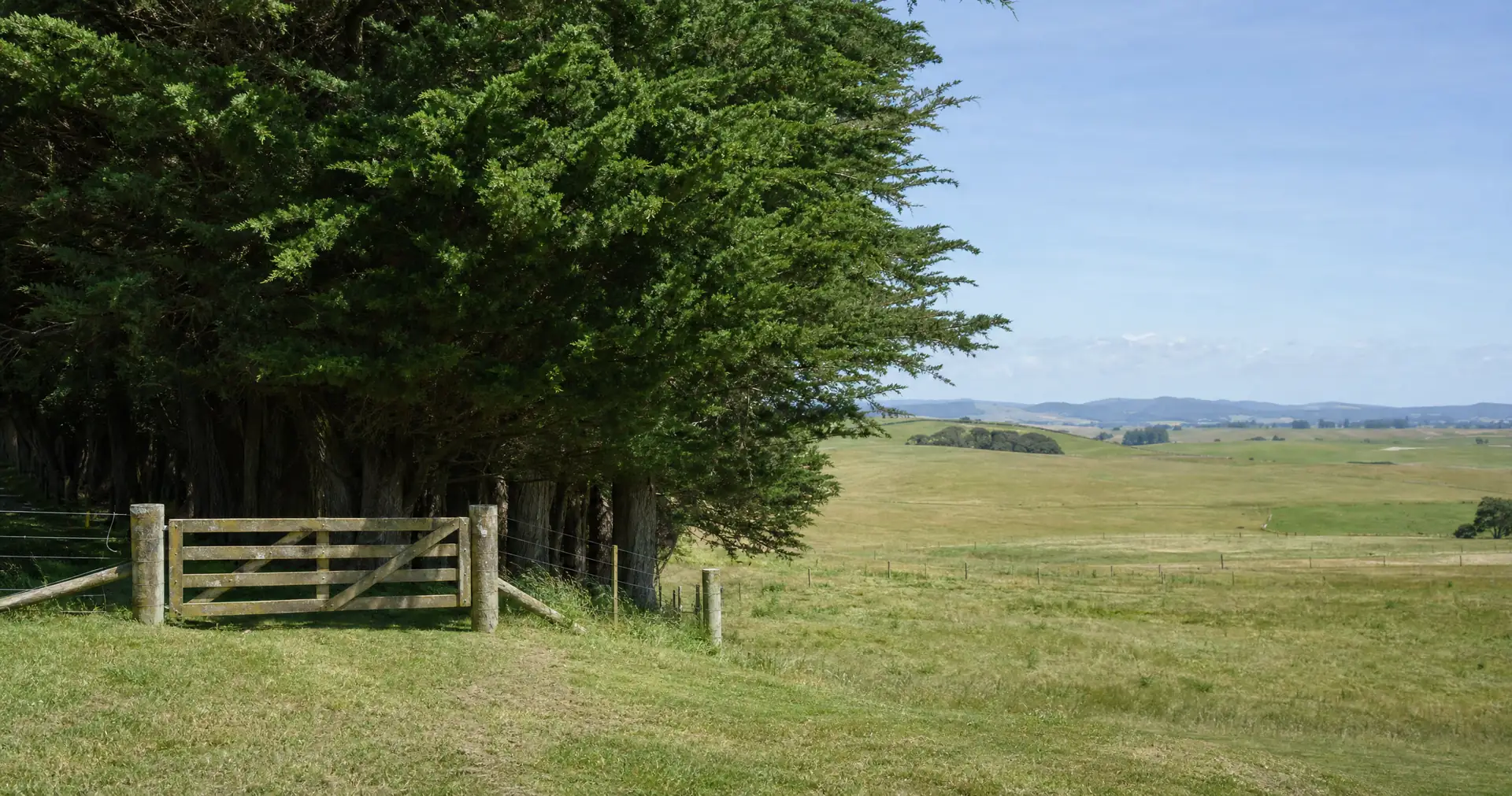 A stand of mature shelter trees beside a timber farm gate hung on a wire fenceline