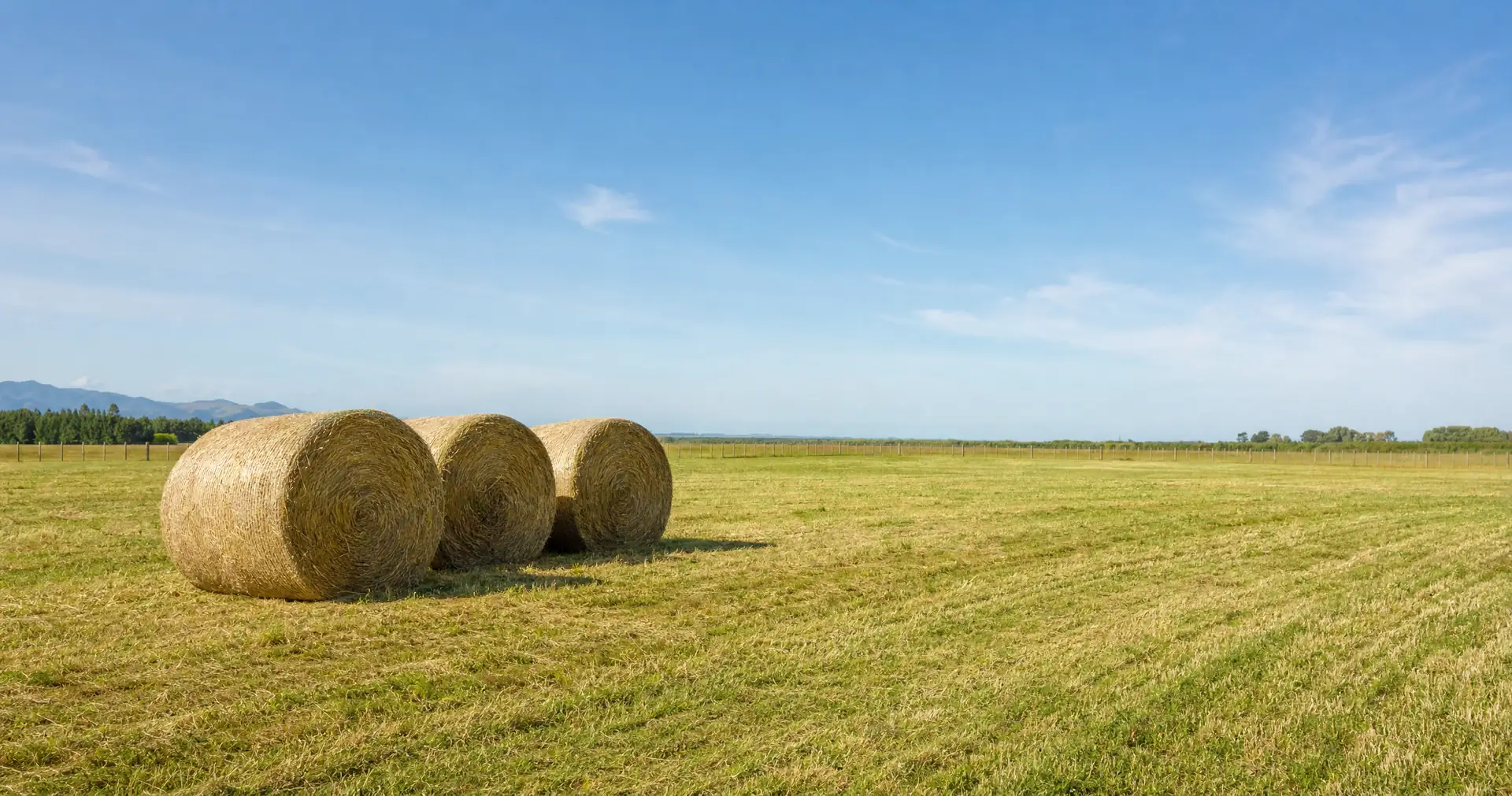 Large round hay bales sitting in a freshly mown paddock with the cut swathes still showing