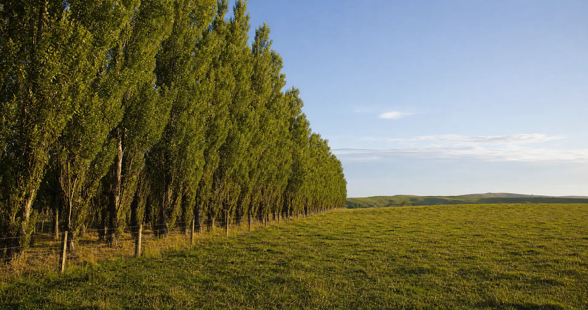 A mature poplar shelter belt in full leaf following the fenceline of a grazed paddock