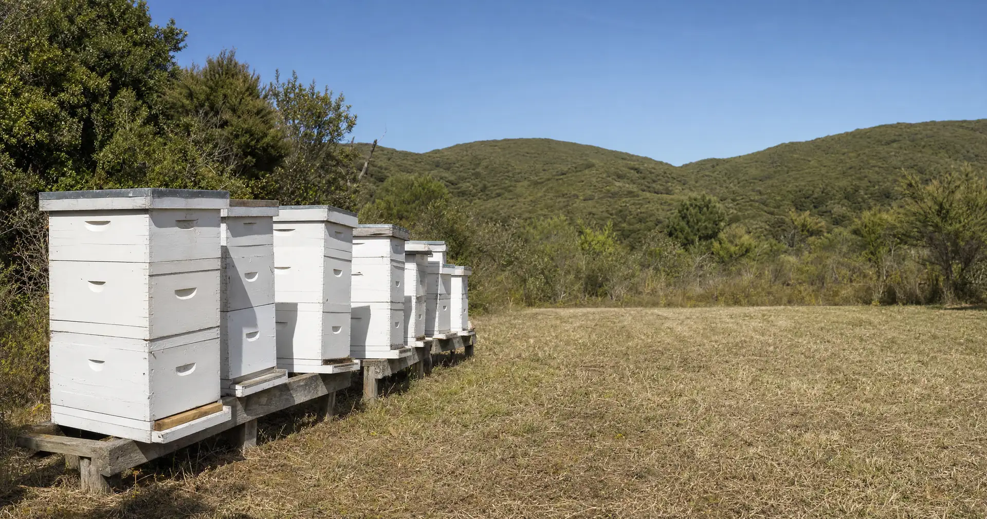 A row of stacked white timber beehive boxes on low pallets at the edge of a mown clearing