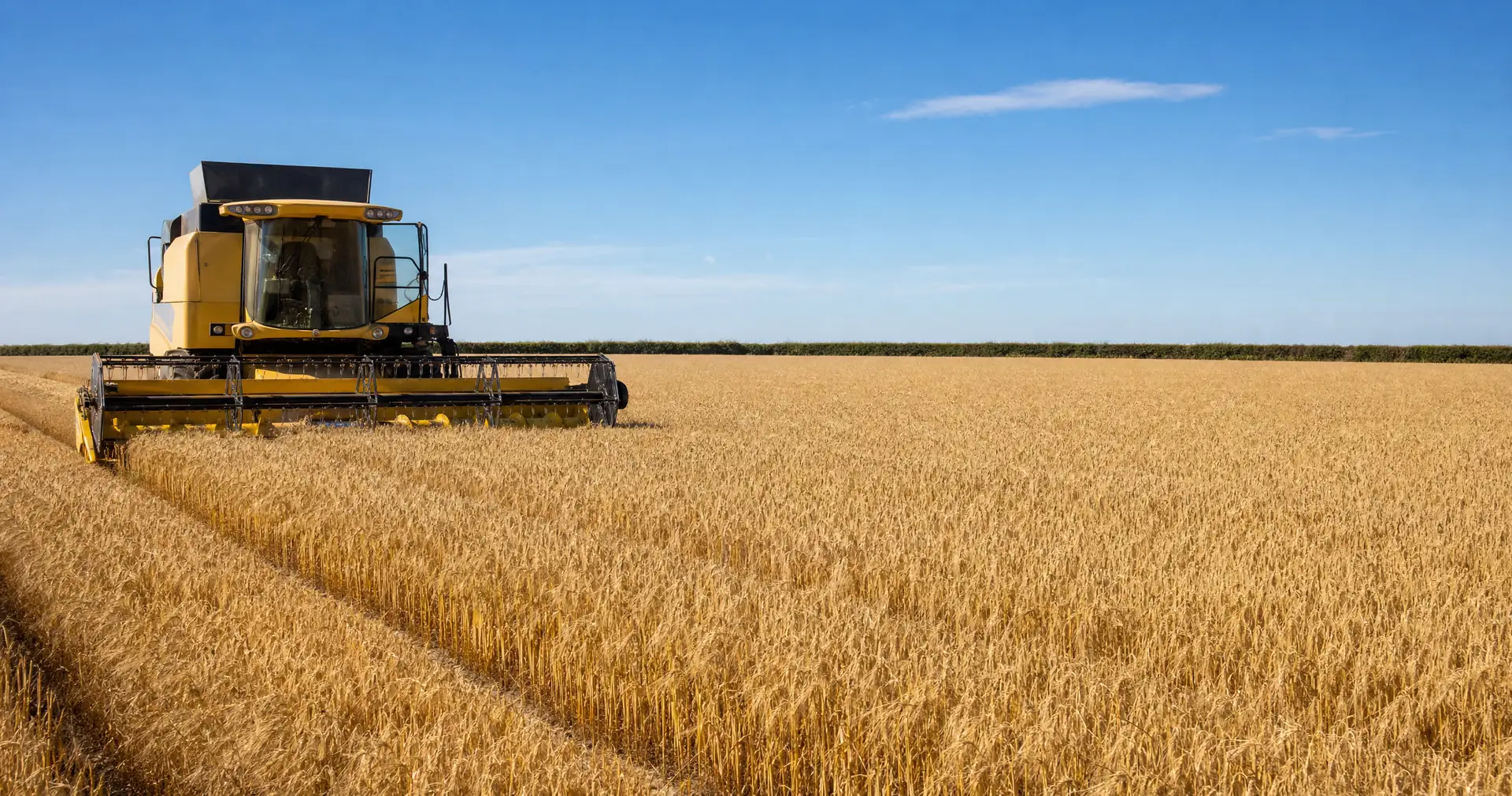 A ripe wheat crop with narrow tramlines running through it in a flat paddock