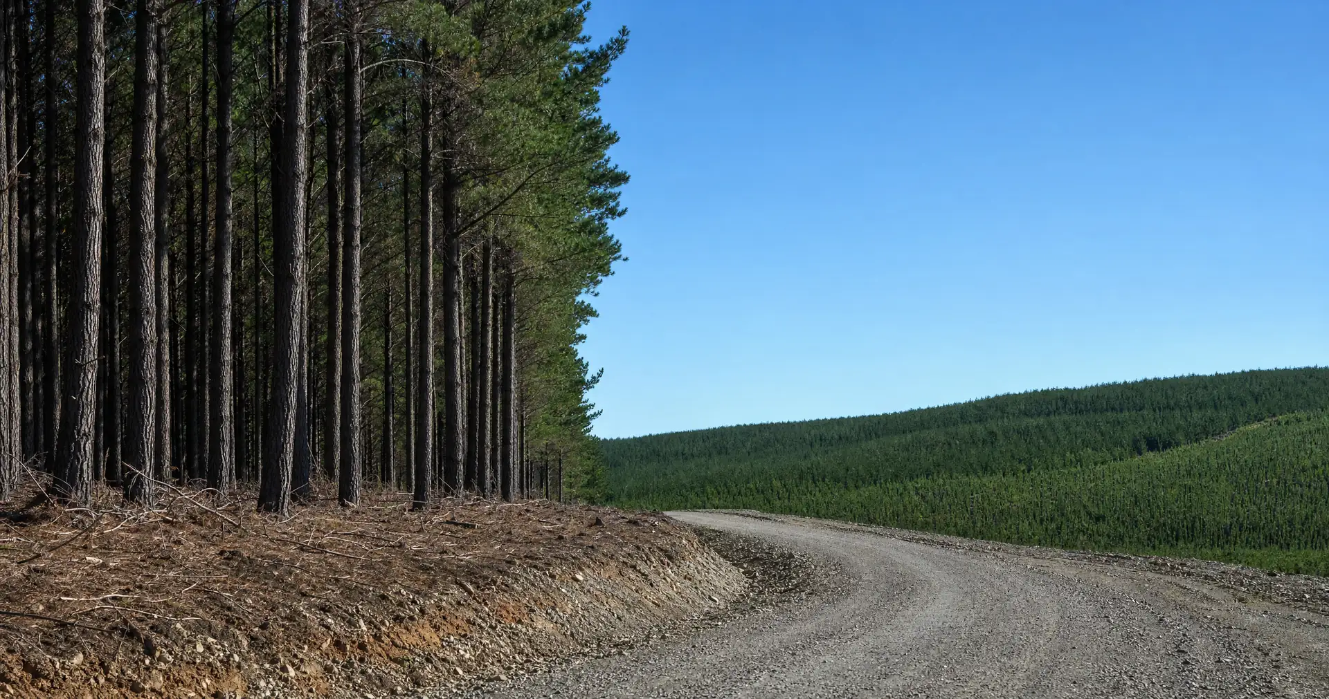 A stand of mature pine at the cut edge of a forestry block beside a formed gravel road