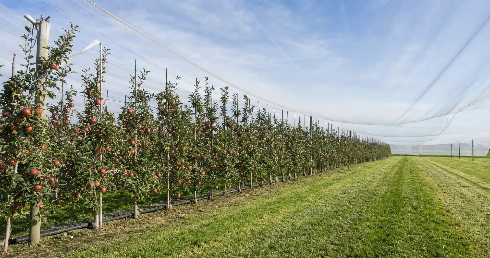 A row of apple trees trained on trellis wires under white hail netting