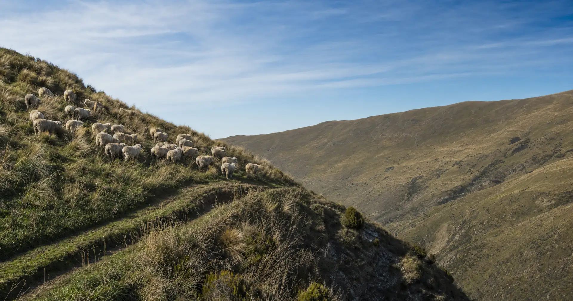 A mob of sheep grazing across a steep tussocky face cut by narrow stock tracks