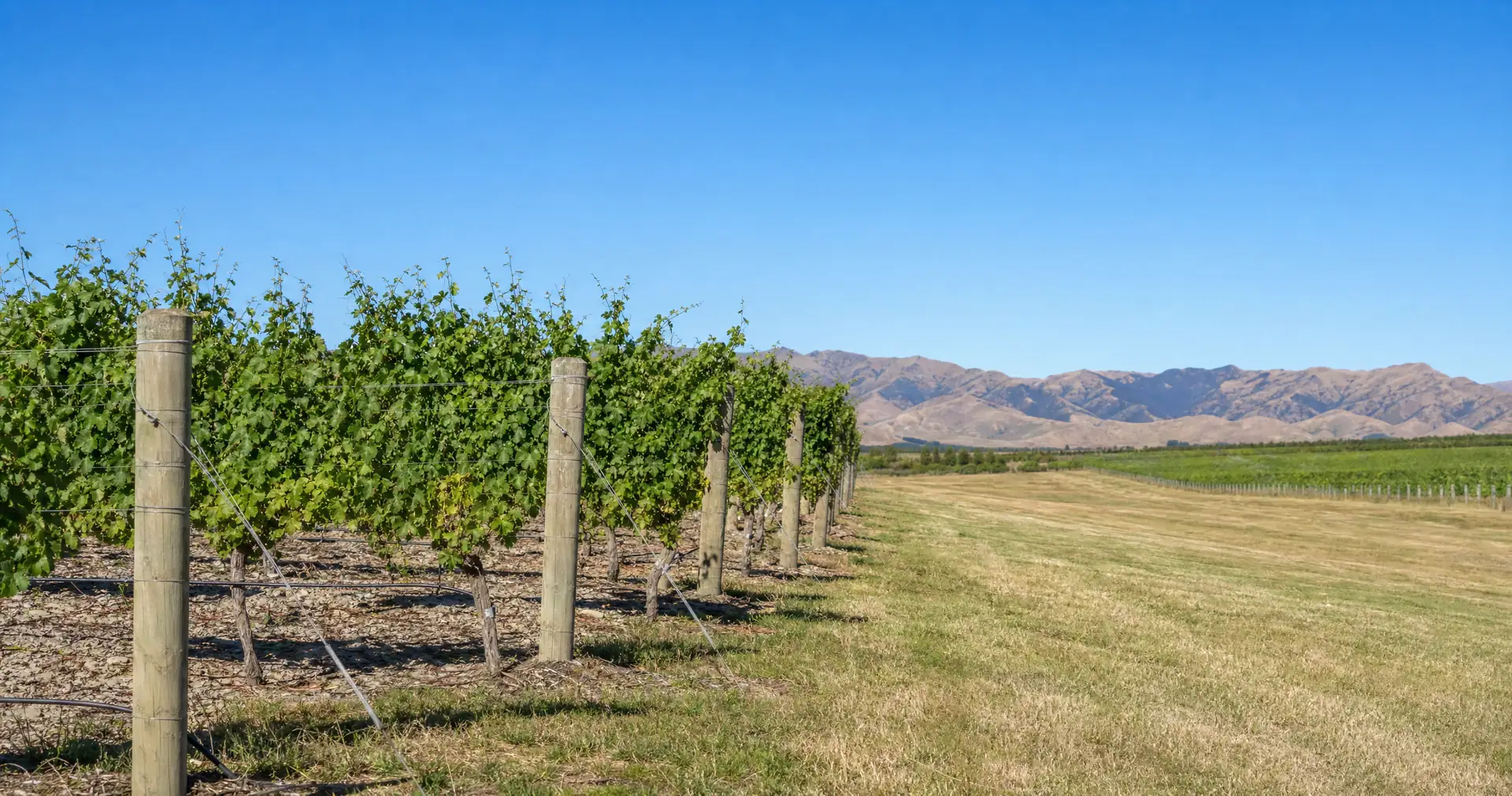 Vine rows trained on wires running away across a flat vineyard block